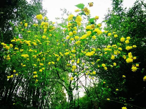 棣棠花的花語(yǔ)是什么？