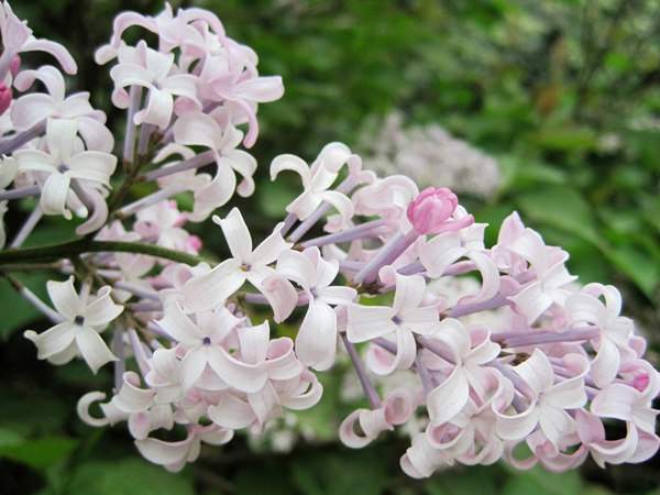 丁香花的花語是什么？