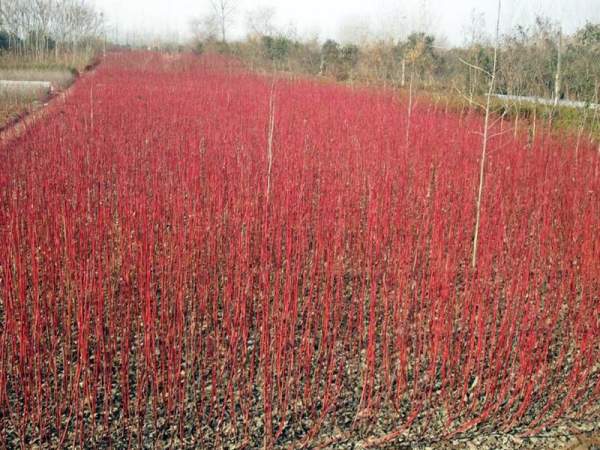 紅瑞木可以用來做綠籬嗎？