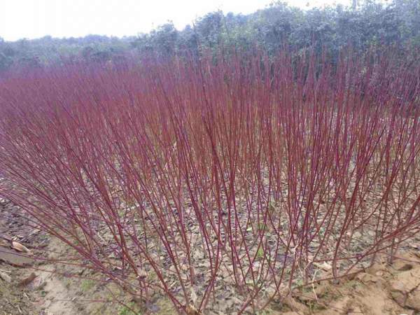 紅瑞木可以用來做綠籬嗎？