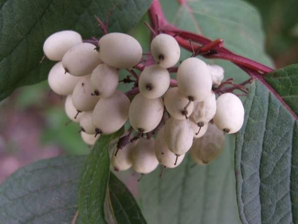 紅瑞木的生長(zhǎng)習(xí)性是什么，適合在什么地方種植