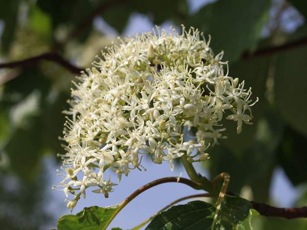 紅瑞木的生長(zhǎng)習(xí)性是什么，適合在什么地方種植