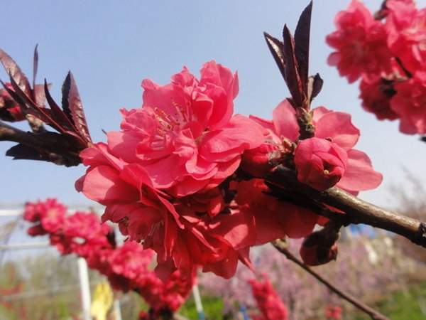 紅葉碧桃是用什么嫁接的？