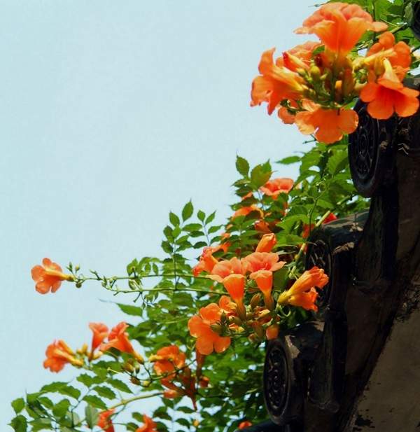 從墻內(nèi)攀援出來(lái)的凌霄 從墻內(nèi)攀援出來(lái)的凌霄