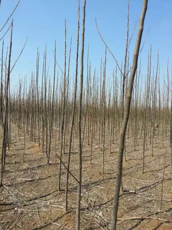 米徑3公分4公分5公分6公分苦楝樹(shù)圖片