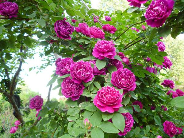 歐月-長(zhǎng)景園林 歐月-長(zhǎng)景園林