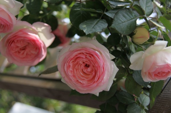 歐月-長(zhǎng)景園林 歐月-長(zhǎng)景園林