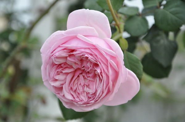 歐月-長(zhǎng)景園林 歐月-長(zhǎng)景園林