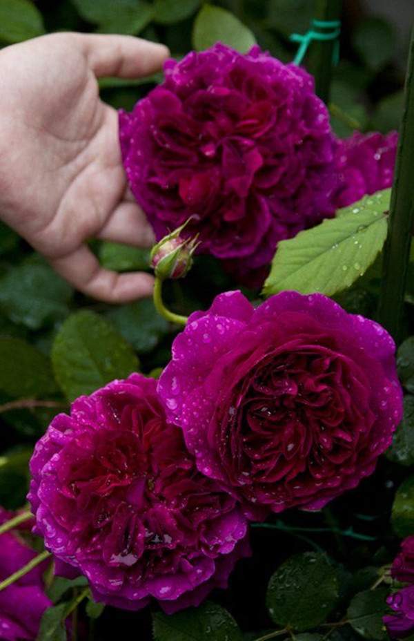 歐月-長(zhǎng)景園林 歐月-長(zhǎng)景園林