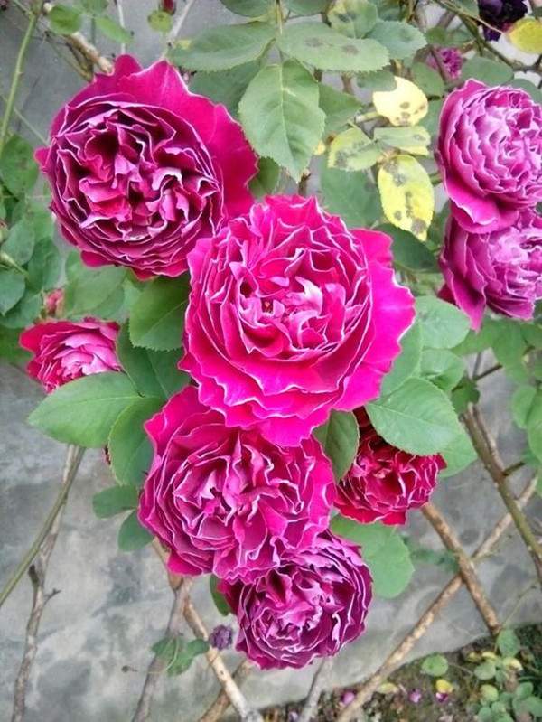 歐月-長(zhǎng)景園林 歐月-長(zhǎng)景園林