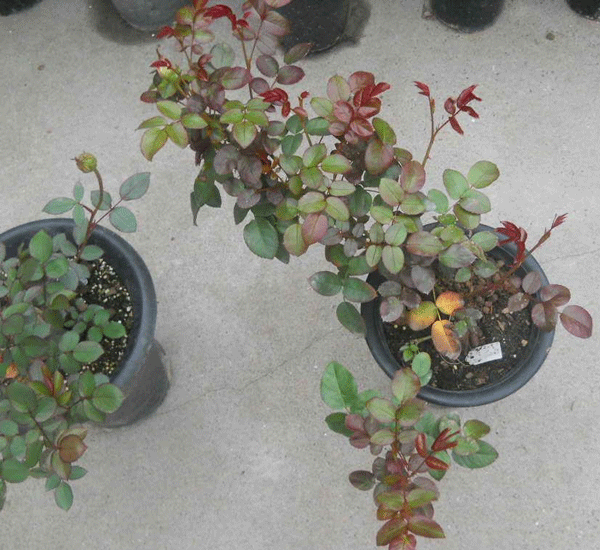 歐月-長(zhǎng)景園林 歐月-長(zhǎng)景園林