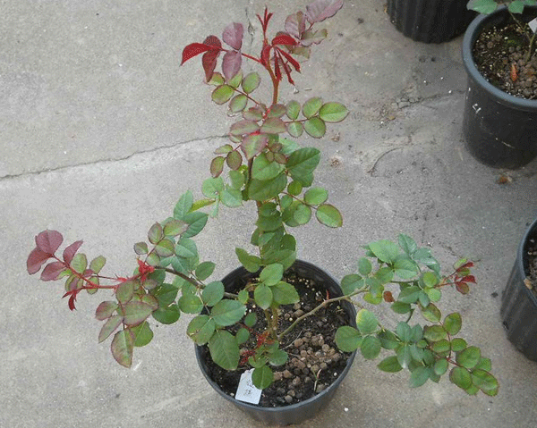 歐月-長(zhǎng)景園林 歐月-長(zhǎng)景園林