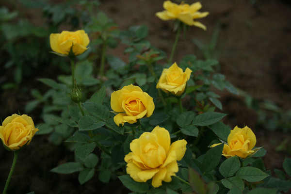 鉆石月季圖片基地實(shí)拍 鉆石月季圖片基地實(shí)拍