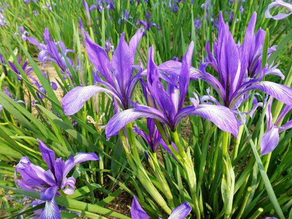 馬蘭花基地實拍圖片 馬蘭花基地實拍圖片