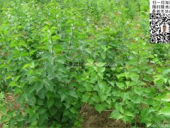 去那里購買丁香苗最實惠？