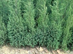 一張刺柏的市場報價表，保證讓你隨時掌握苗木