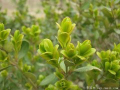 專家分析2016年下半年小葉黃楊多少錢一株？