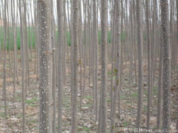 便宜的楊樹苗哪里有賣？