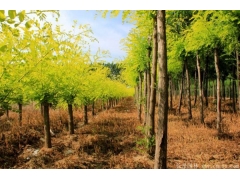 黃金槐10公分多少價(jià)格？