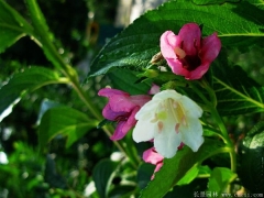 市場上紅王子錦帶小苗多少錢一棵？