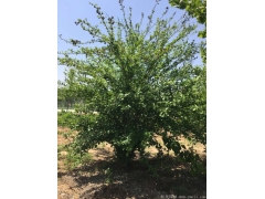 銷售3公分木槿樹，分枝40~120厘米，精品貨