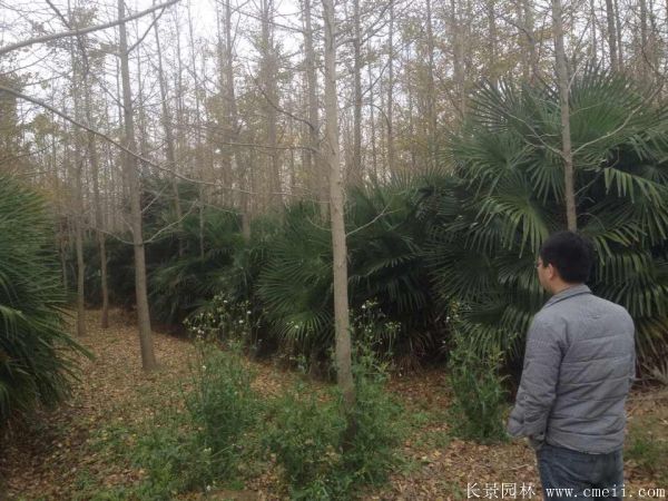 棕櫚圖片棕櫚樹基地實(shí)拍