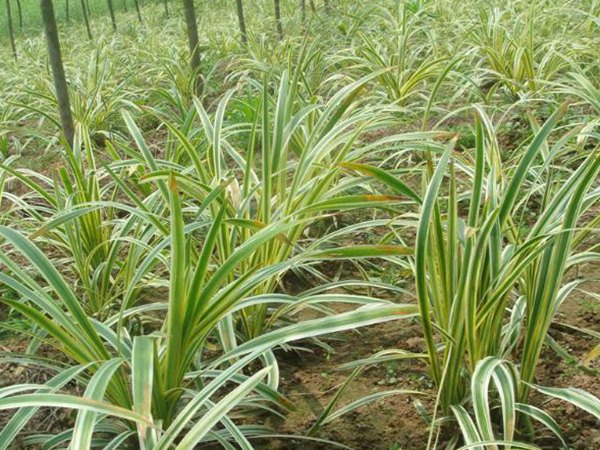 金邊麥冬圖片 金邊麥冬圖片