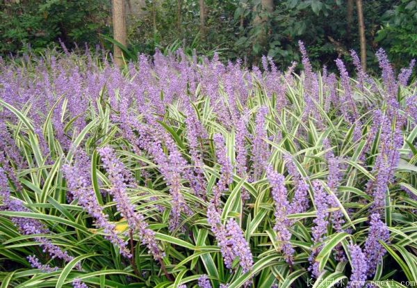 金邊麥冬圖片 金邊麥冬圖片