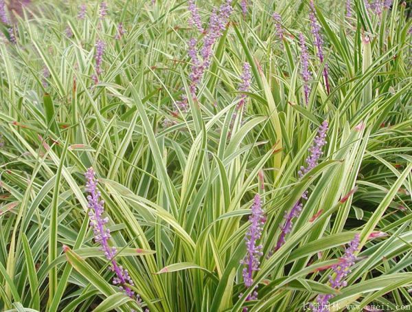 金邊麥冬圖片 金邊麥冬圖片