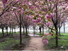 櫻花分枝點一般多高？