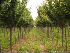 綠化苗木櫻花去哪里購買？