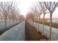 櫻花多少錢一棵？