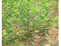 求購(gòu)櫻花樹(shù)苗，選擇一家優(yōu)質(zhì),價(jià)低，誠(chéng)信高的供