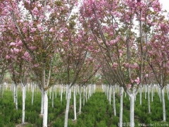 低價(jià)供應(yīng)6公分櫻花樹(shù)苗，只有你想不到，沒(méi)有我