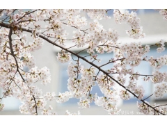 櫻花樹(shù)苗哪里有賣(mài)？麻煩推薦一家大型，有誠(chéng)信