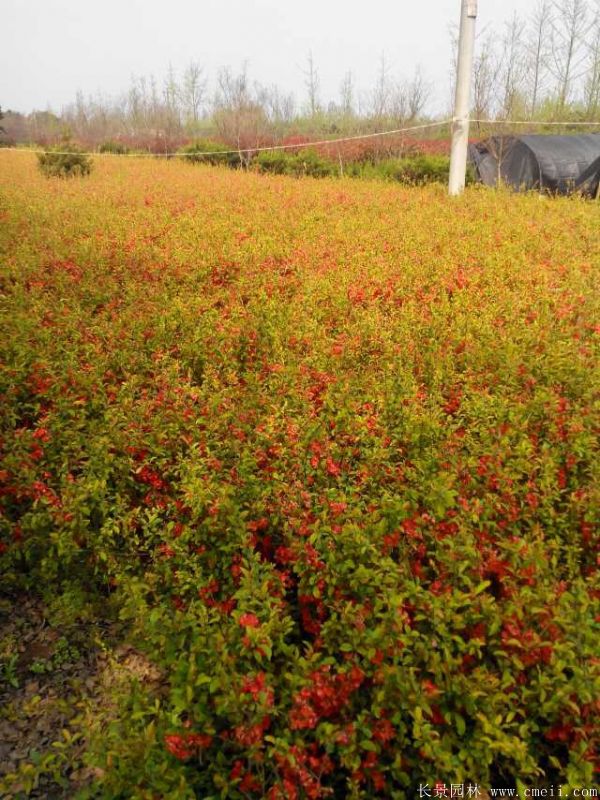 貼梗海棠圖片基地實拍 貼梗海棠圖片基地實拍