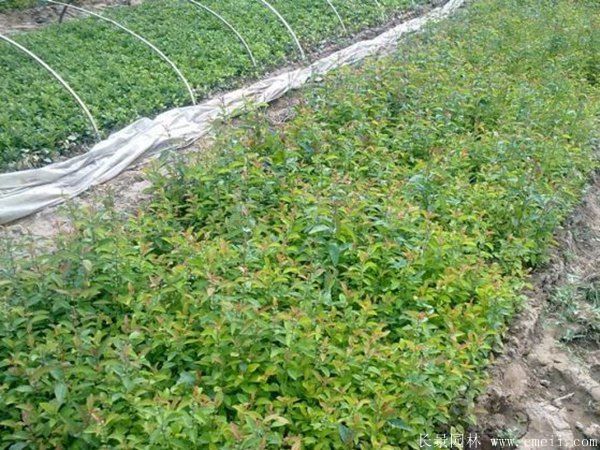 貼梗海棠圖片基地實拍 貼梗海棠圖片基地實拍