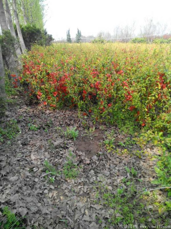 貼梗海棠圖片基地實拍 貼梗海棠圖片基地實拍