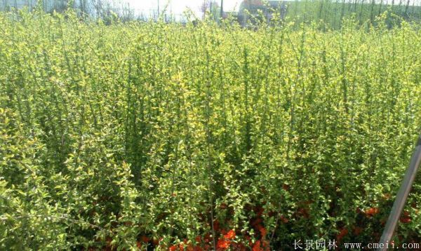 貼梗海棠圖片基地實拍 貼梗海棠圖片基地實拍