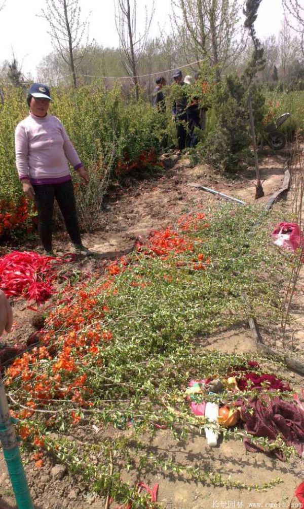 貼梗海棠圖片基地實拍 貼梗海棠圖片基地實拍