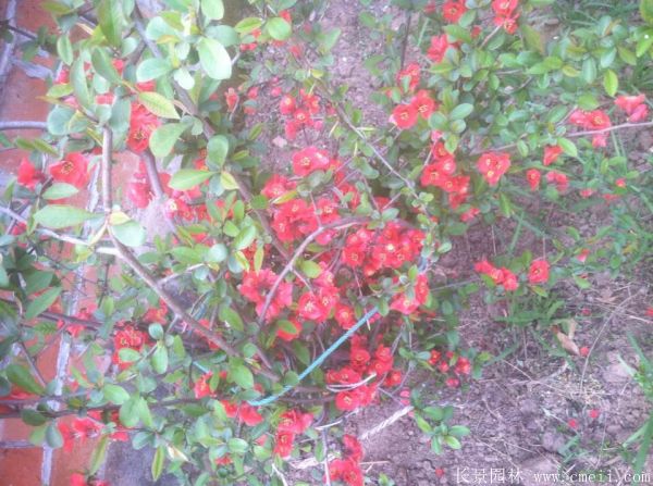 貼梗海棠圖片基地實拍 貼梗海棠圖片基地實拍