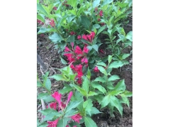 50公分紅王子錦帶價格是多少？