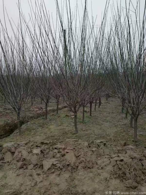 紅梅樹紅梅花圖片基地實拍 紅梅樹紅梅花圖片基地實拍