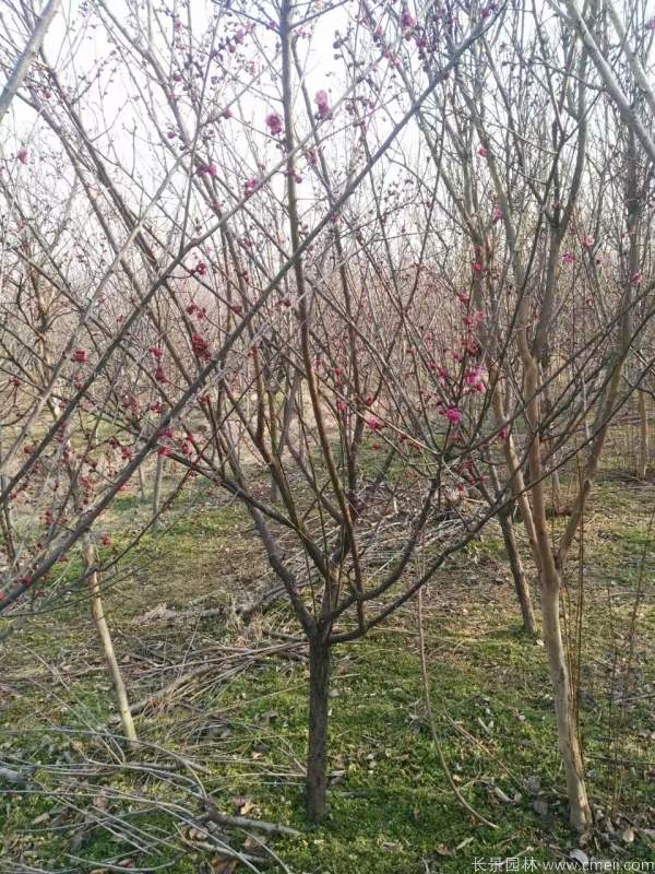 紅梅樹紅梅花圖片基地實拍 紅梅樹紅梅花圖片基地實拍