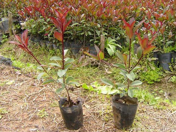 紅葉石楠圖片基地實(shí)拍 紅葉石楠圖片基地實(shí)拍