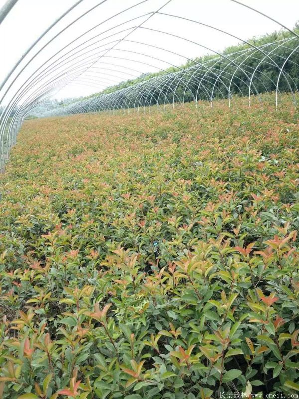 紅葉石楠圖片基地實(shí)拍 紅葉石楠圖片基地實(shí)拍