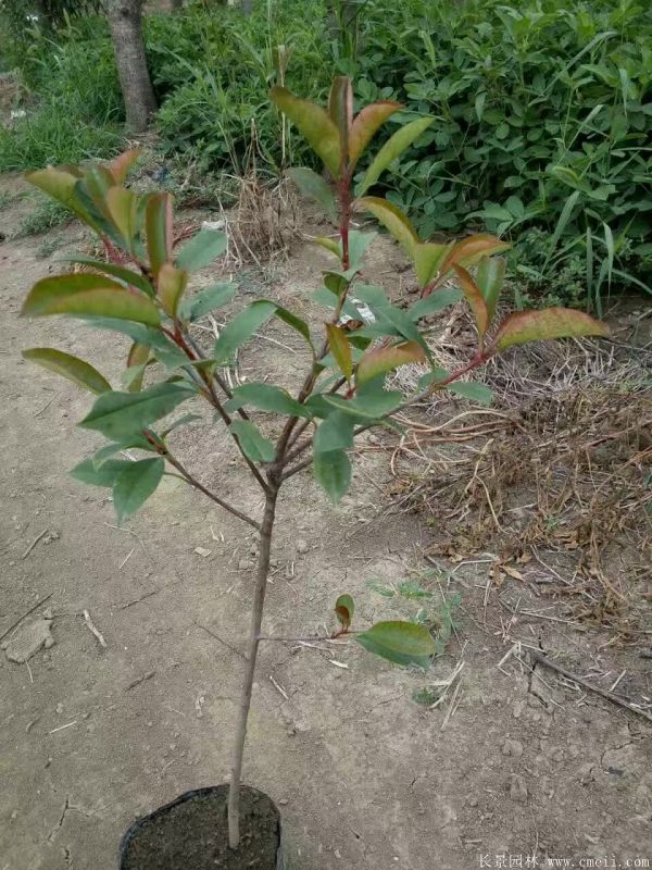 紅葉石楠圖片基地實(shí)拍 紅葉石楠圖片基地實(shí)拍