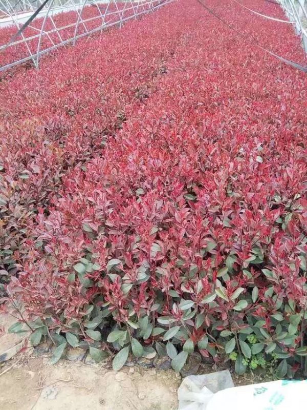 紅葉石楠圖片基地實(shí)拍 紅葉石楠圖片基地實(shí)拍