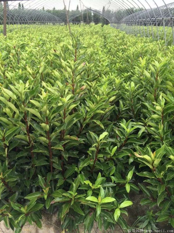 法國冬青圖片基地實拍 法國冬青圖片基地實拍