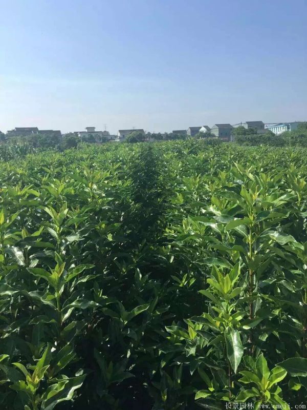 法國冬青圖片基地實拍 法國冬青圖片基地實拍